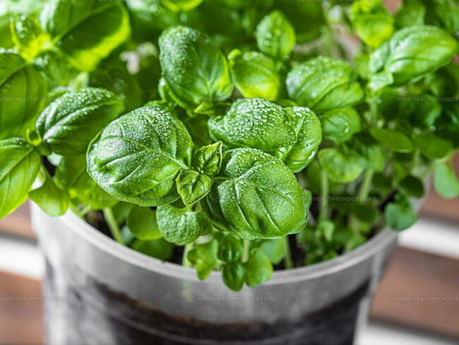 Basil