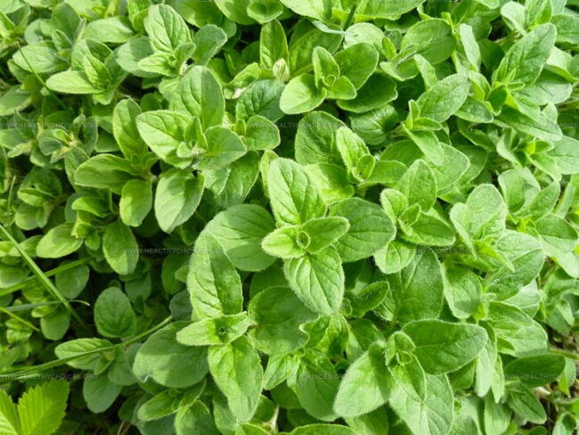 How to Use Oregano Leaves