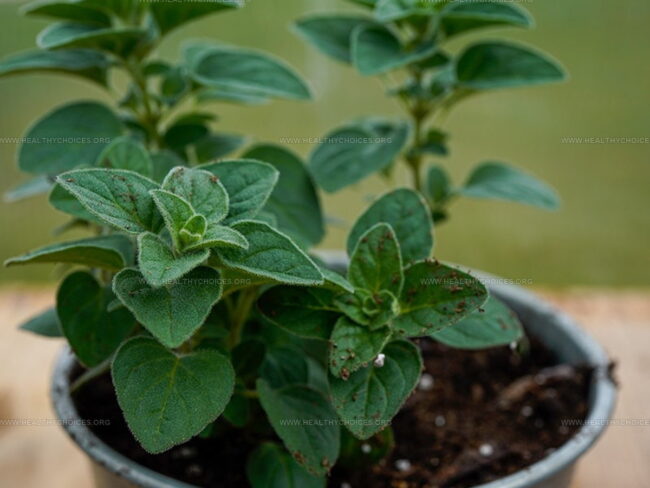 Types of Oregano Plants