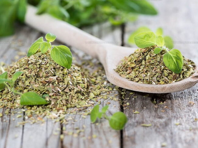 Oregano Compared to Basil